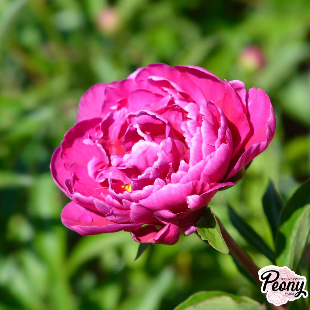Felix Crousse Peony — Hidden Springs Peony Farm